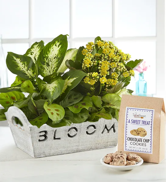 popular house plants with Bloom Dish Garden