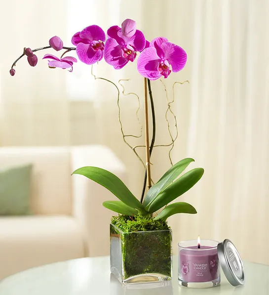 popular house plants with Elegant Orchid