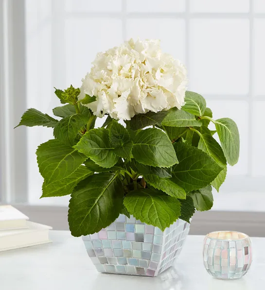 popular house plants with Majestic Mosaic Hydrangea