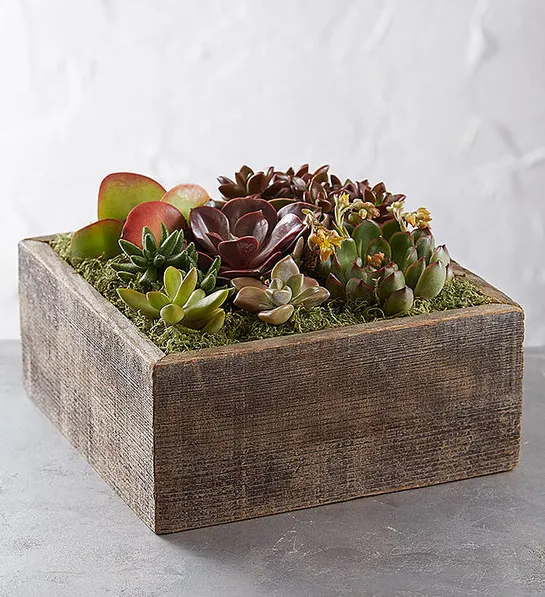 popular house plants with Rustic Wooden Succulent Garden