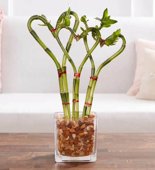 popular house plants with Sweet Heart Bamboo