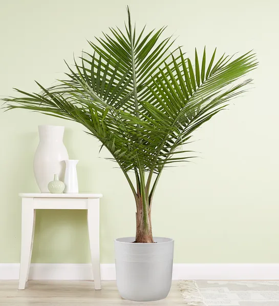 baby gift giving traditions Majesty Palm Floor Plant