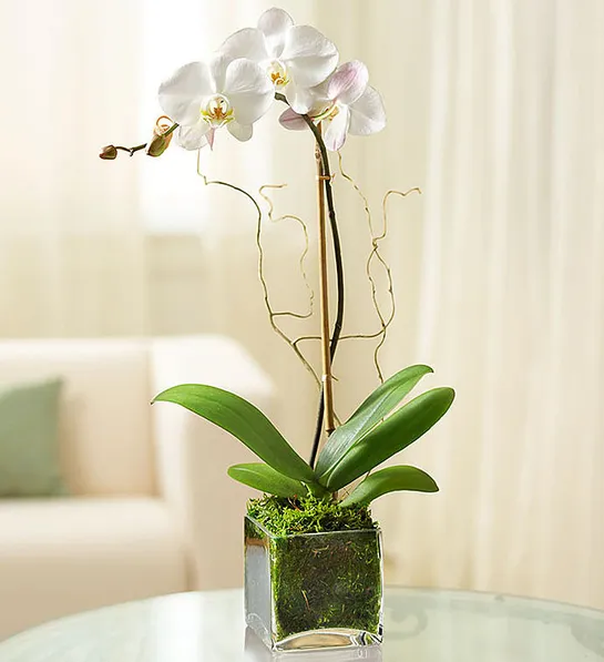 birthday gifts for cancer with White Phalaenopsis Orchid