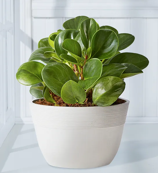 decorating with plants Baby Rubber Plant Peperomia