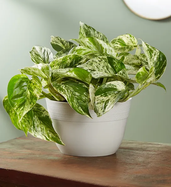 decorating with plants Marble Queen Pothos Plant