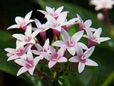 edible flowers Egyptian Star Flower