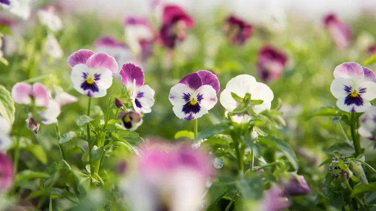 edible flowers Viola x