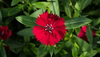 edible flowers red dianthus
