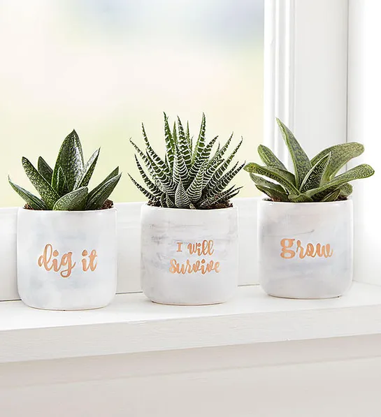 Last minute Father's Day gifts with the Plant of the Month Club