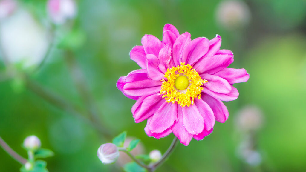 types of pink flowers with Closeup of a pink anemone flower