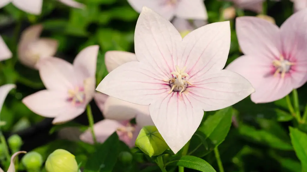 types of pink flowers with Platycodon grandiflorus or balloon flower close up in the garden