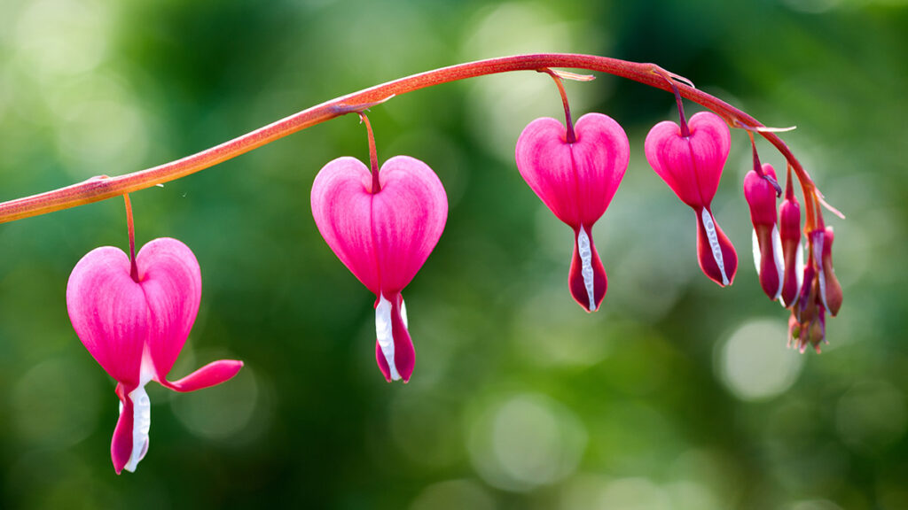 types of pink flowers with Pretty pink bleeding heart flowers string out on a branch