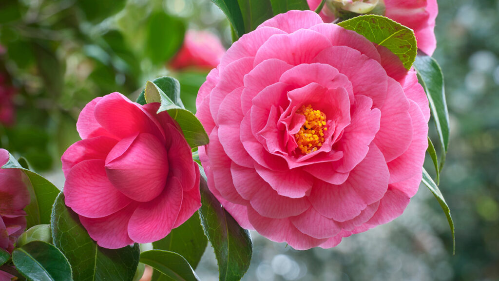 types of pink flowers with Pink Camellia flowers on tree/Closeup of vivid pink camellia flo