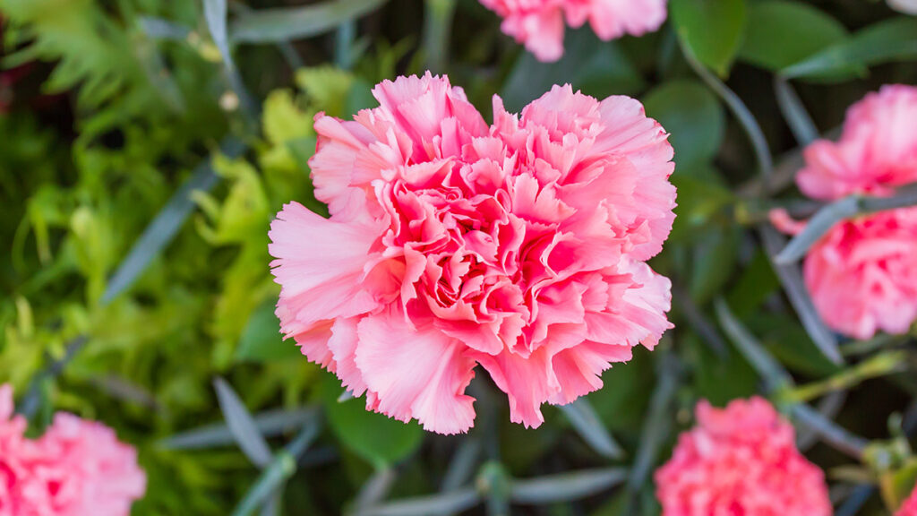 types of pink flowers with beautiful fresh of pink carnation flower in garden.