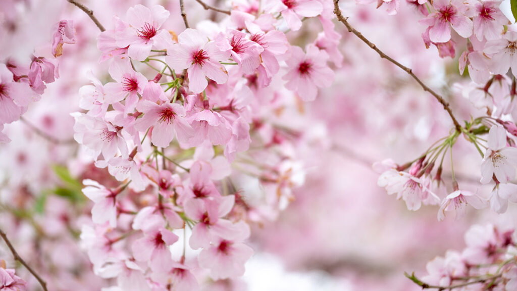 types of pink flowers with Cherry blossoms