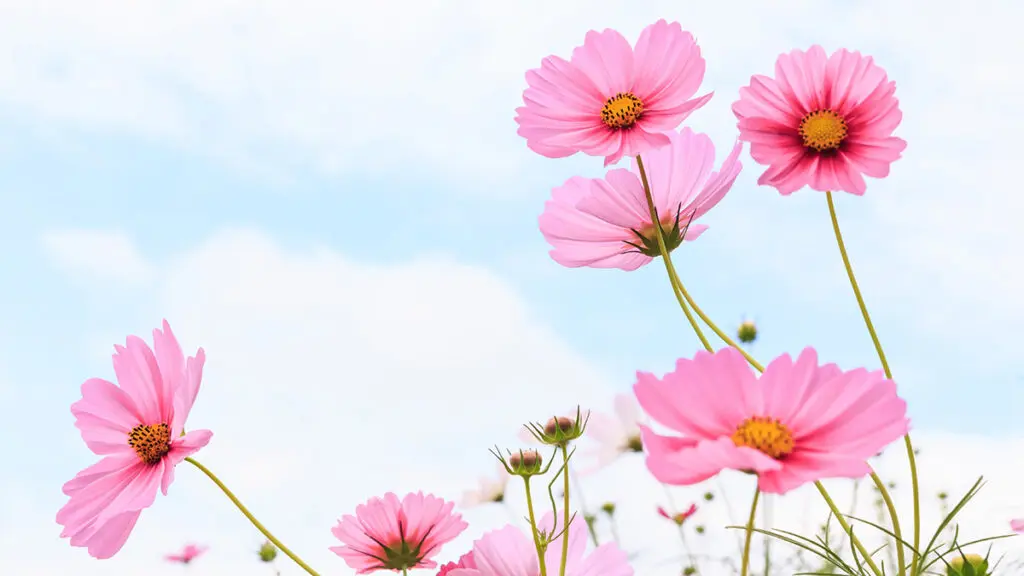 types of pink flowers with Pink cosmos flowers in field.