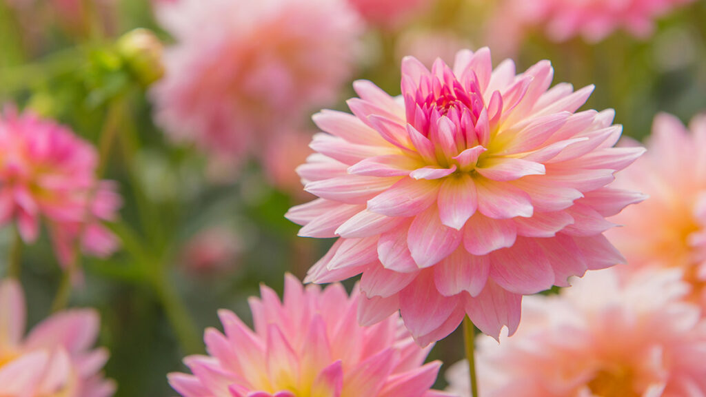 types of pink flowers with colorful of dahlia pink flower in Beautiful garden