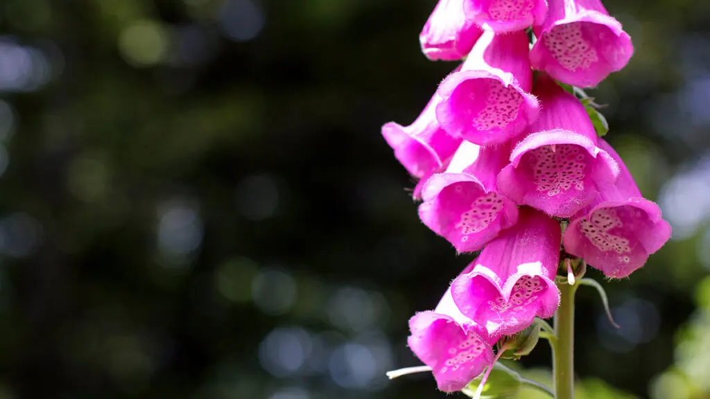 types of pink flowers with Fingerhut, foxglove with place for text