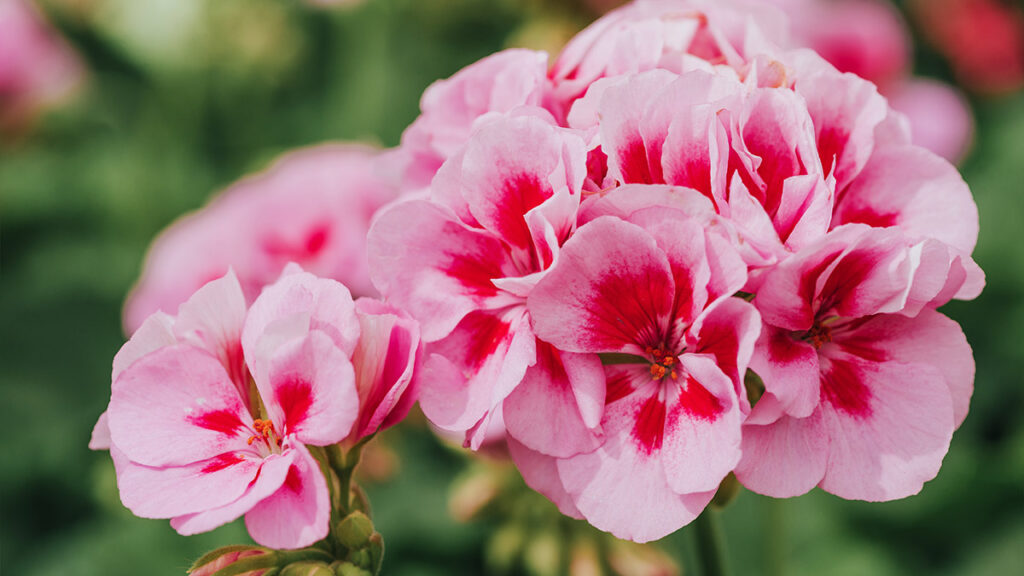 types of pink flowers with bright pink geranium on green background