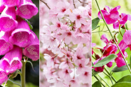 25 Types of Pink Flowers That Enchant and Delight