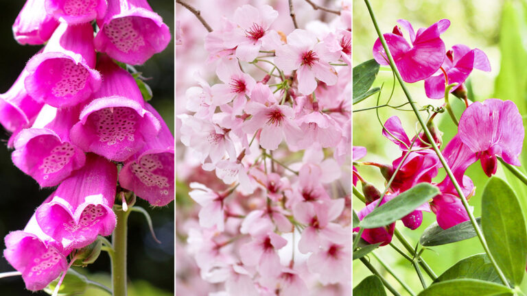 Types of Flowers, 60 Different Kinds of Common Flowers