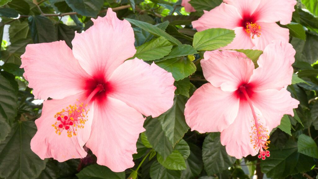 types of pink flowers with Pink hibiscus flowers