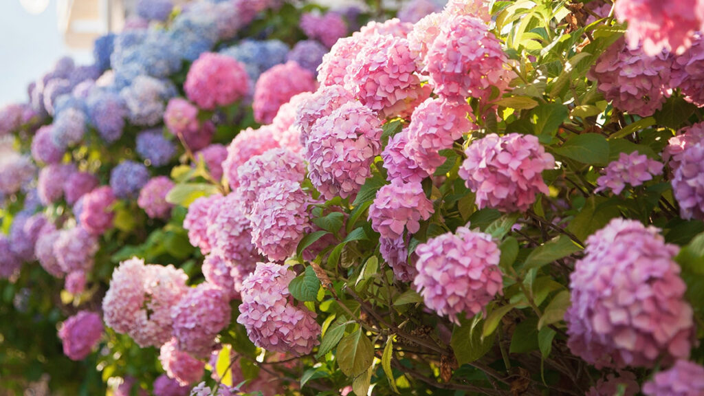 types of pink flowers with Pink, blue hydrangea flowers are blooming in spring and summer