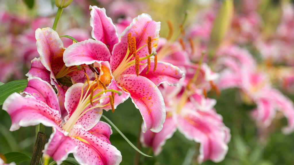 types of pink flowers with Pink Asiatic lily flower in the garden