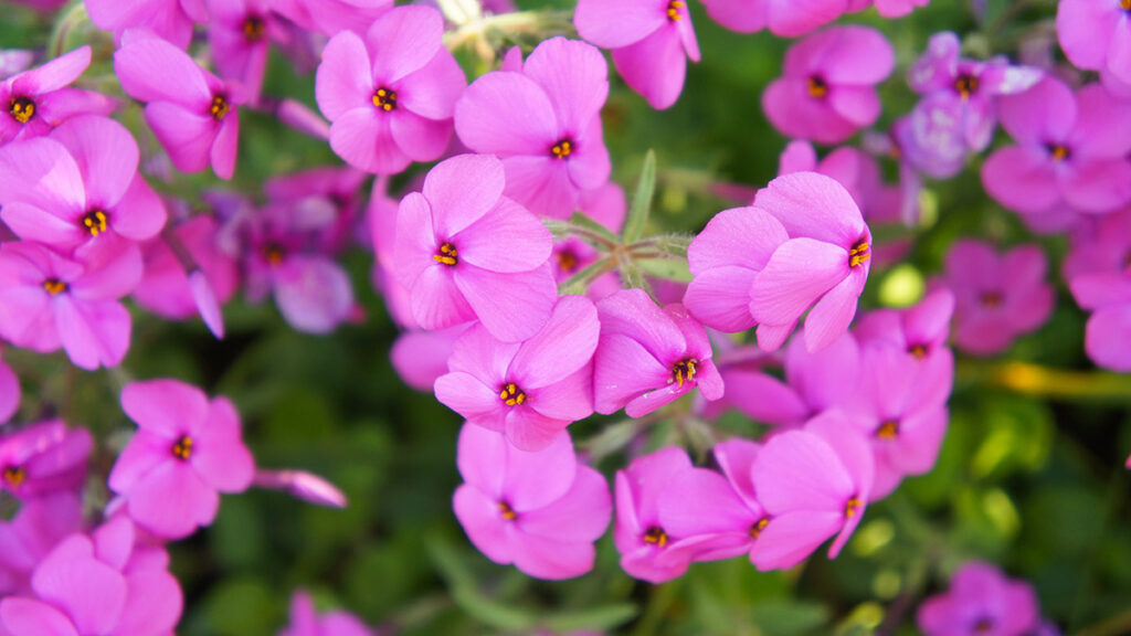 types of pink flowers with Pink phlox many flowers with green