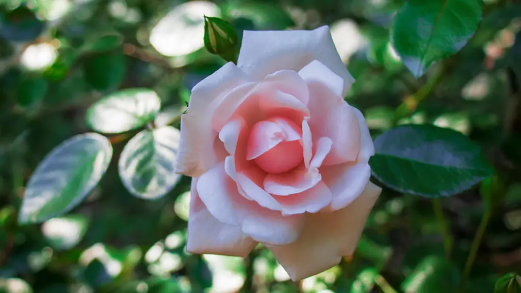 types of pink flowers pink roses