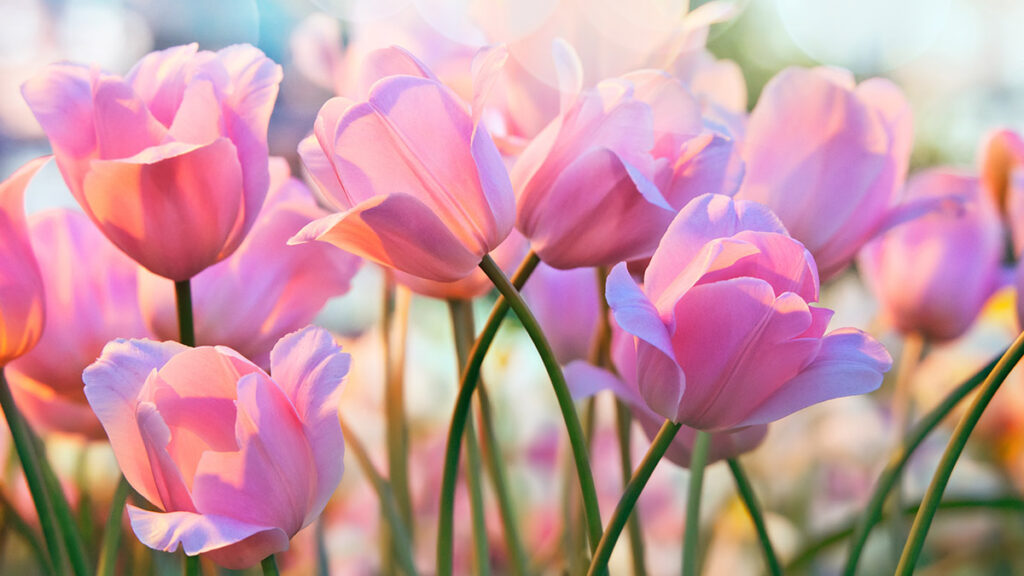 types of pink flowers with Tulips