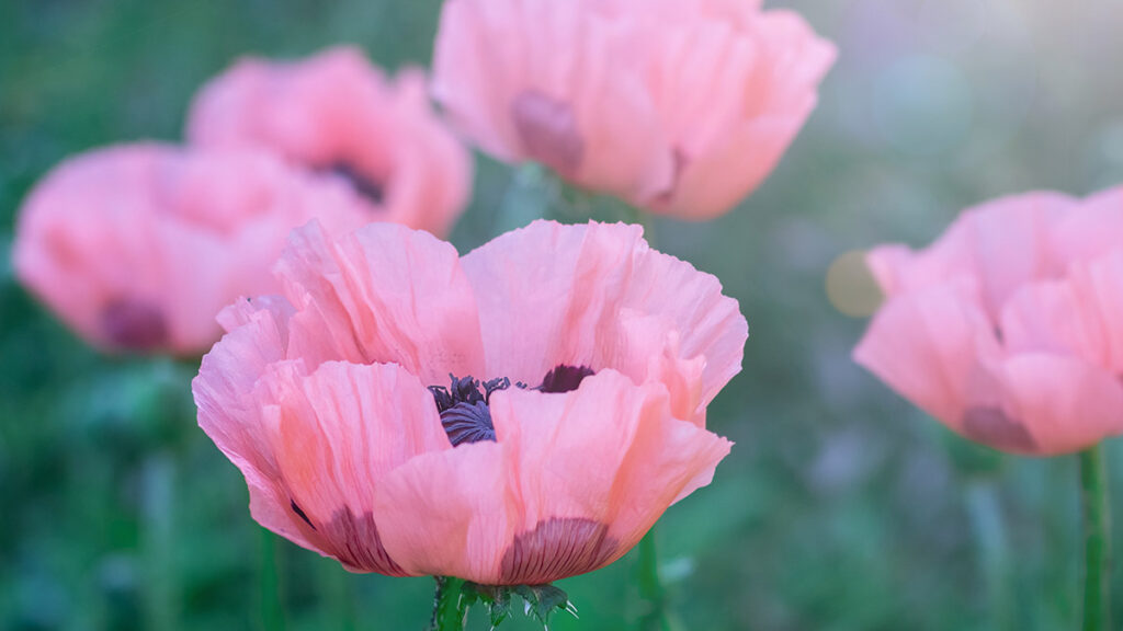 types of pink flowers with Fresh beautiful pink poppies on green field.