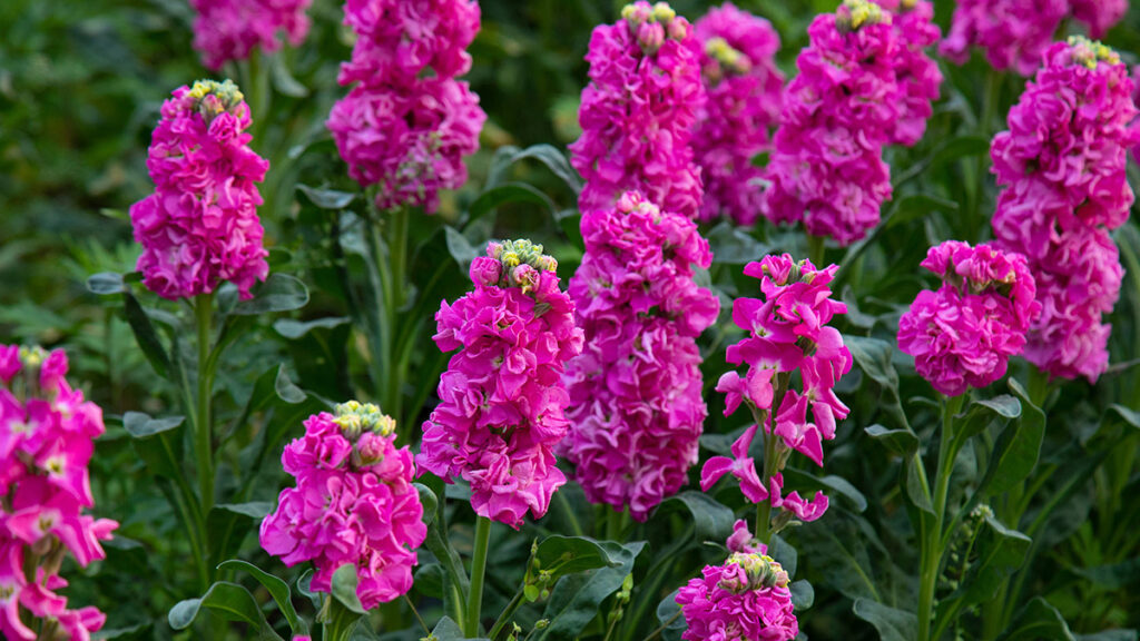 types of pink flowers with pink flowers of Matthiola Incana