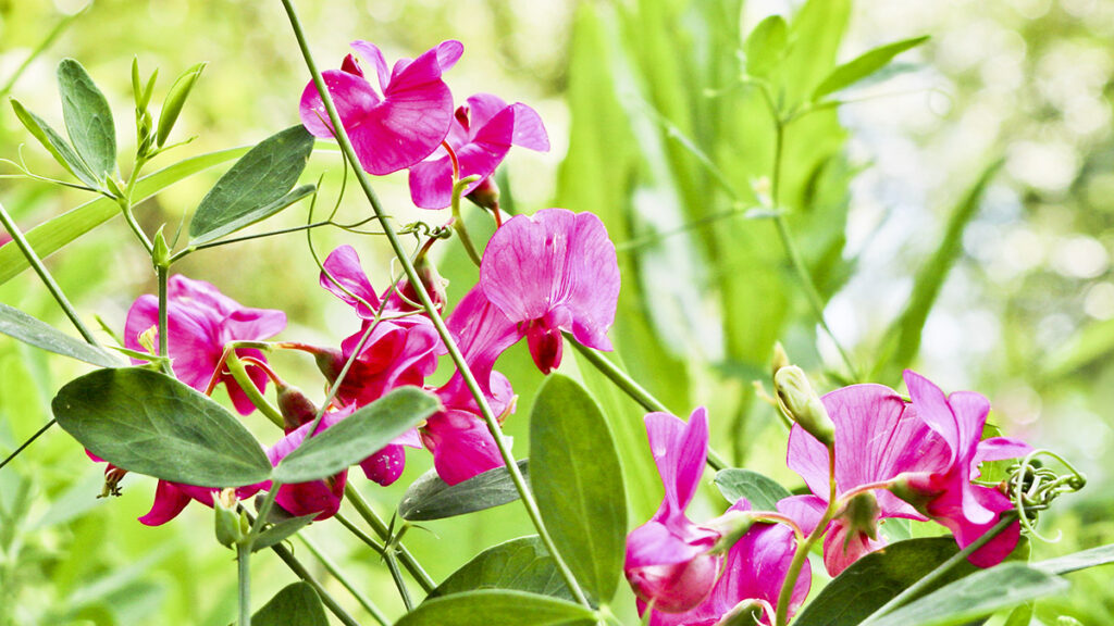 types of pink flowers with Bright lilac flowers of sweet peas in a meadow on a blurred back