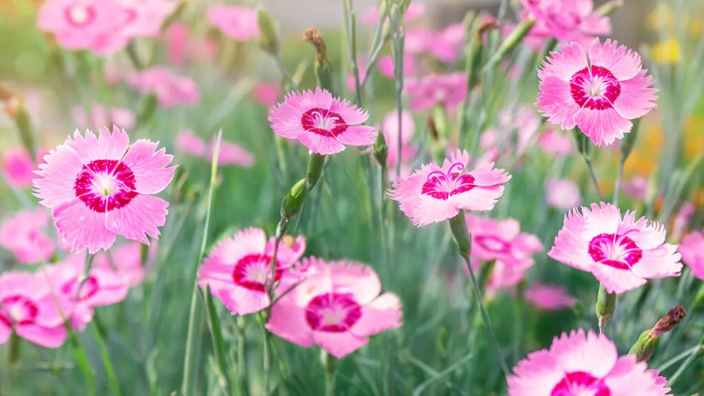 types of pink flowers with Pink flowers Sweet William blooming in the garden