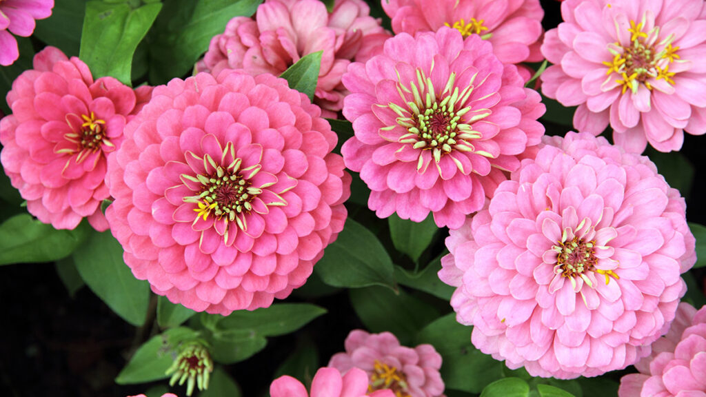 types of pink flowers with zinnia flower blossom