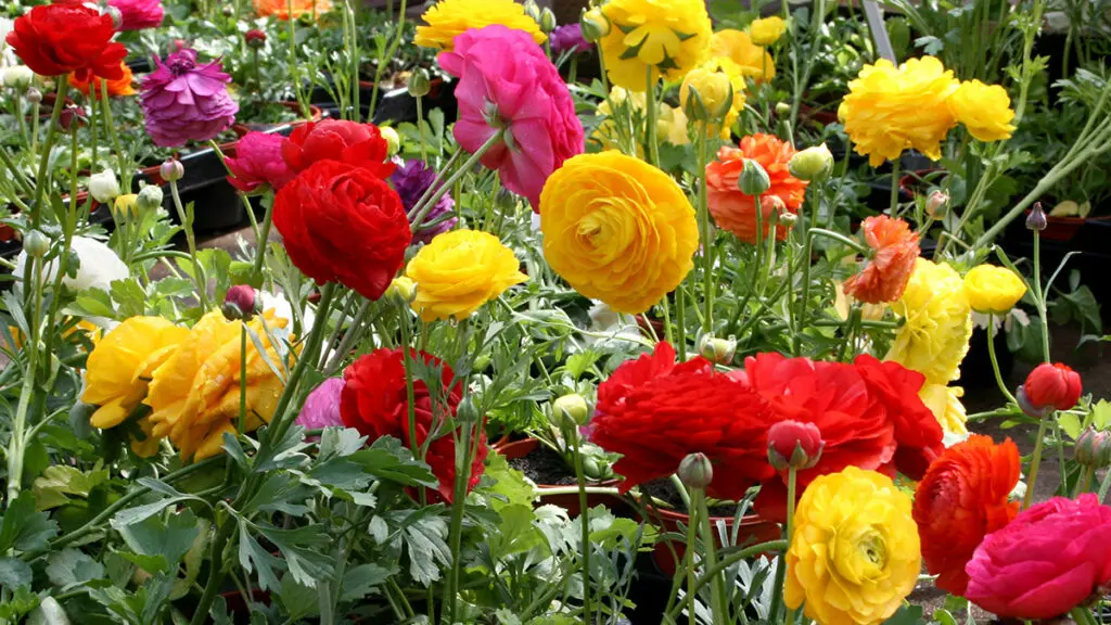 ranunculus flowers