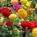 ranunculus flowers