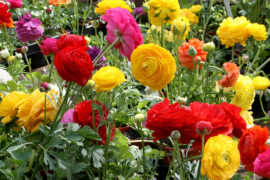 How to Plant Ranunculus