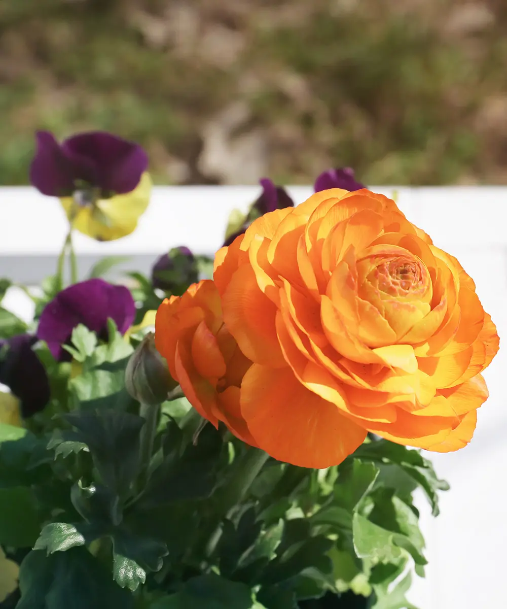 Hermosa flor de ranunculus sobre fondo borroso