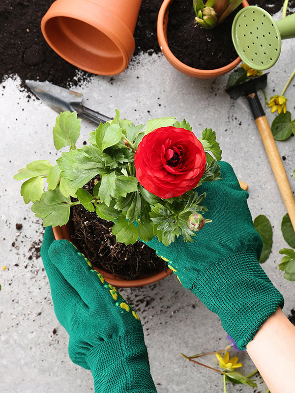 how to plant ranunculus with Hands planting ranunculus flower on light background