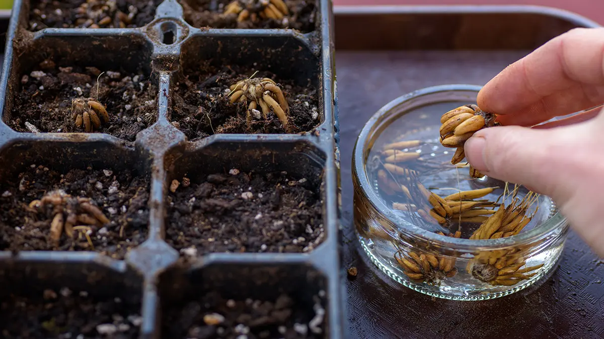 Ranunculus asiaticus o botón de oro persa. Mujer plantas bulbos de ranunculus empapados en una bandeja de semillas. ranúnculos, tubérculos o cebollas.