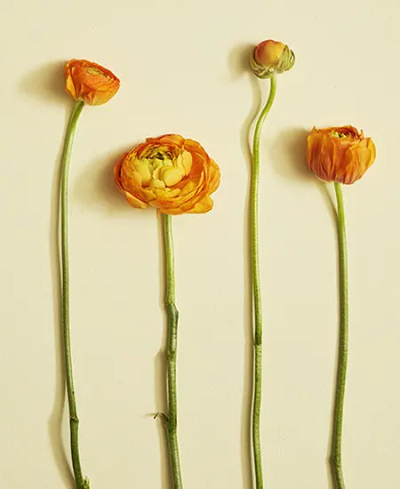 ranunculus flowers with stages of blooming