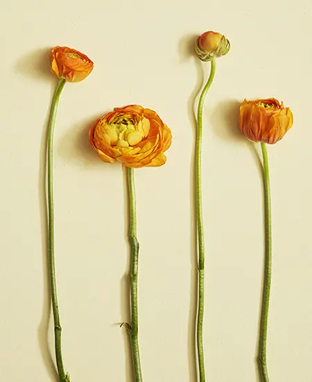 Flores de Ranunculus con etapas de floración.