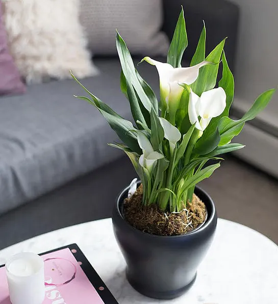 sympathy gift etiquette with Loving Memory White Calla Lily