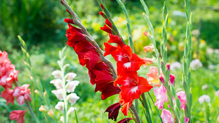 Flor de nacimiento de agosto con gladiolos