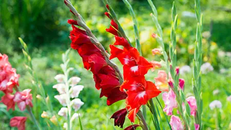august birth flower with Gladiolus