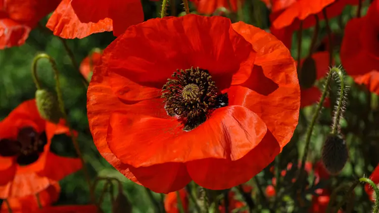 august birth flower with closeup of red poppy in a field