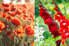 August Birth Flowers: All About the Gladiolus and Poppy