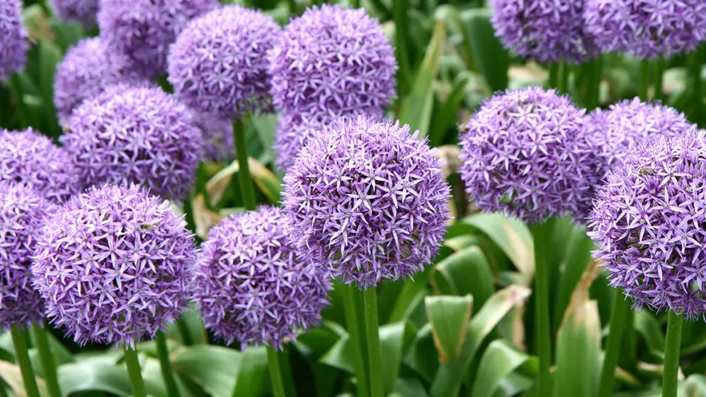 Giant Onion (Allium Giganteum) blooming in a garden